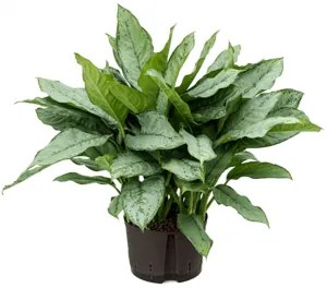 Aglaonema freedman Tuft 28/19 - 65 cm