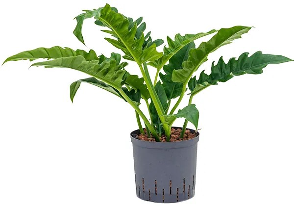 Philodendron narrow Bush 22/19cm v.65 cm