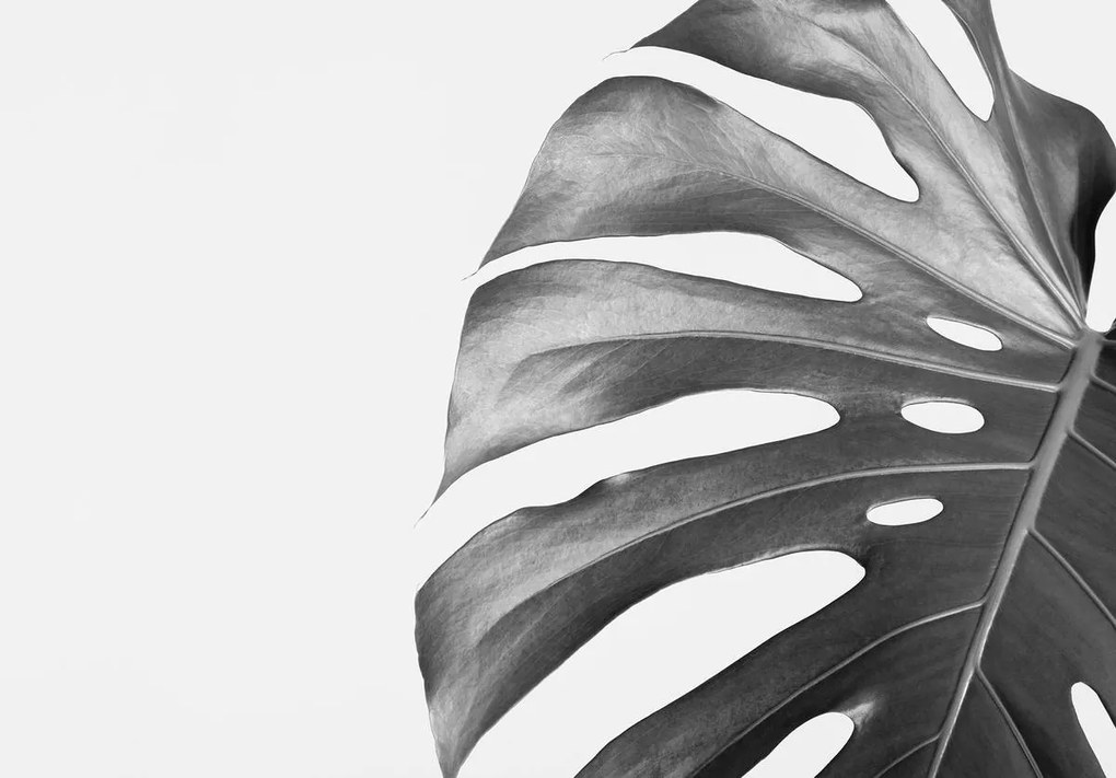 Fototapeta - Listy (152,5x104 cm)