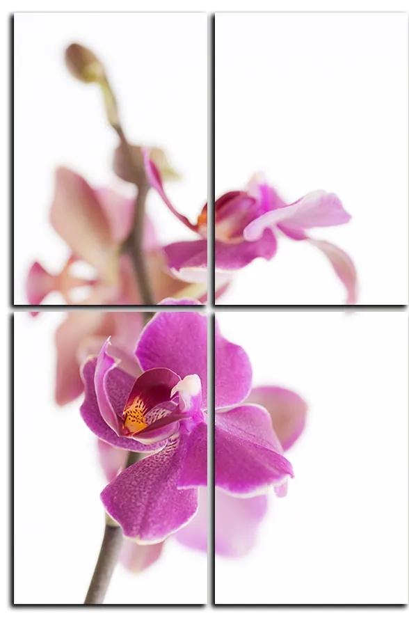 Obraz na plátne - Orchidea kvet izolovaná na bielom pozadí - obdĺžnik 7222E (90x60 cm)