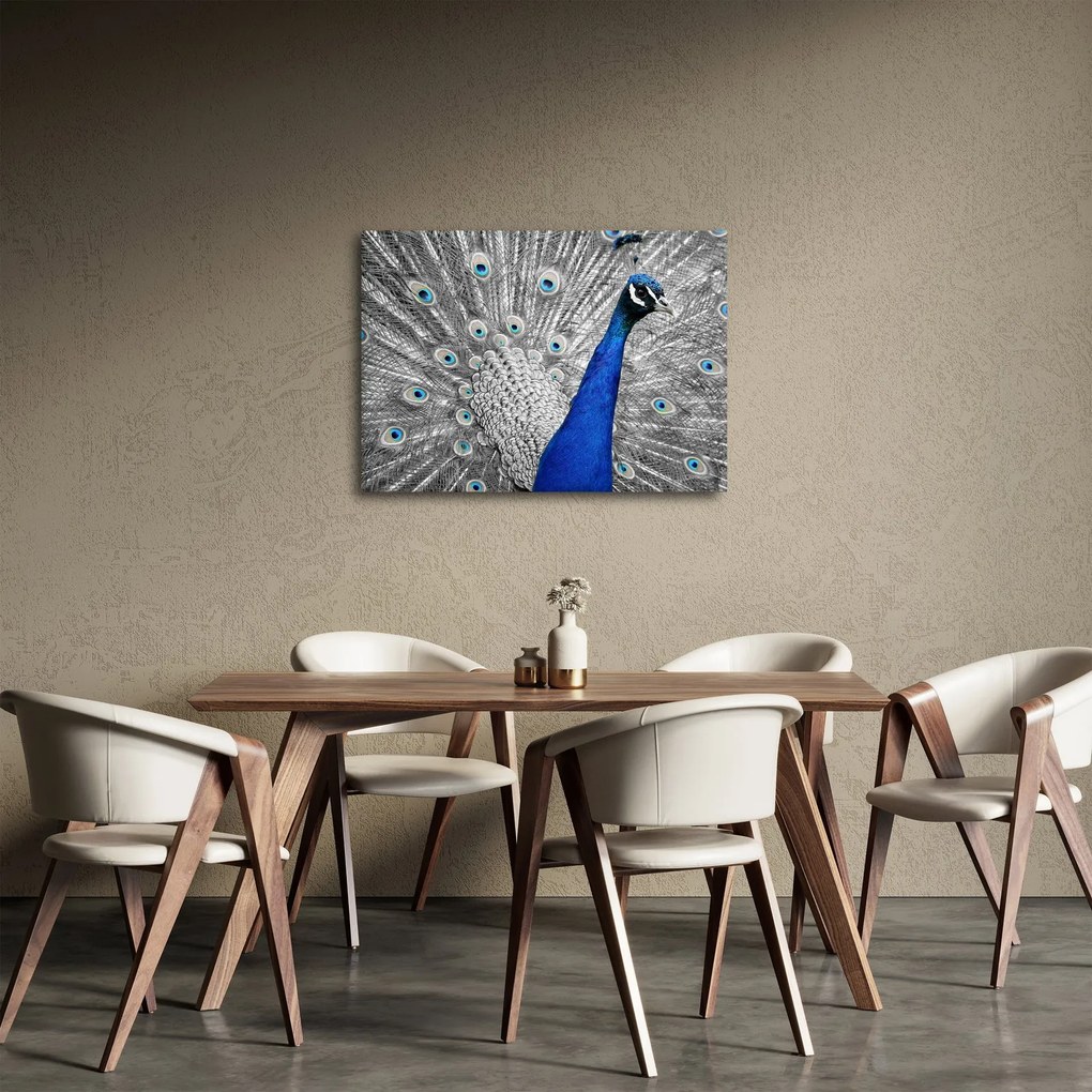 Obraz - modrý páv (70x50 cm)