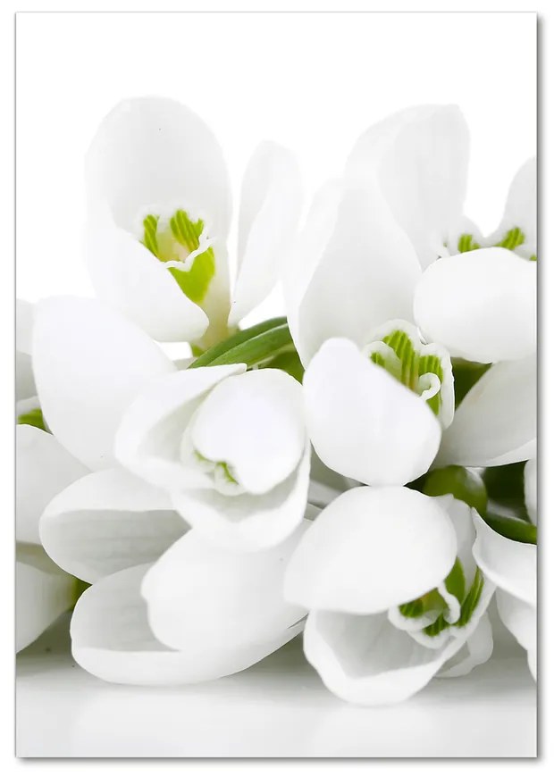 Foto obraz akrylový Biele prvosienky pl-oa-70x100-f-61615324