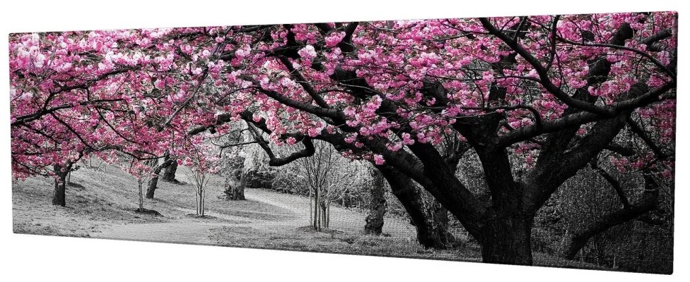 Obraz na plátne Cherry tree alley PC017 30x80 cm