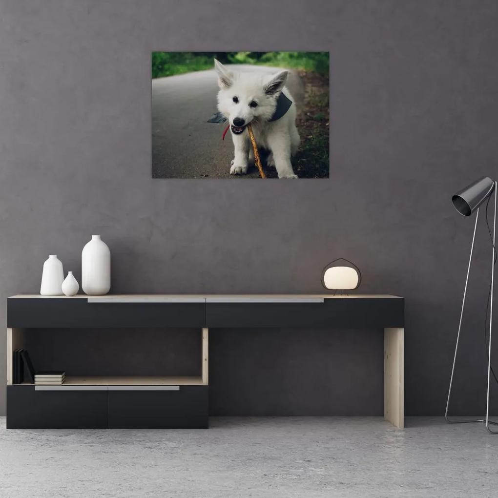 Sklenený obraz bieleho psíka (70x50 cm)