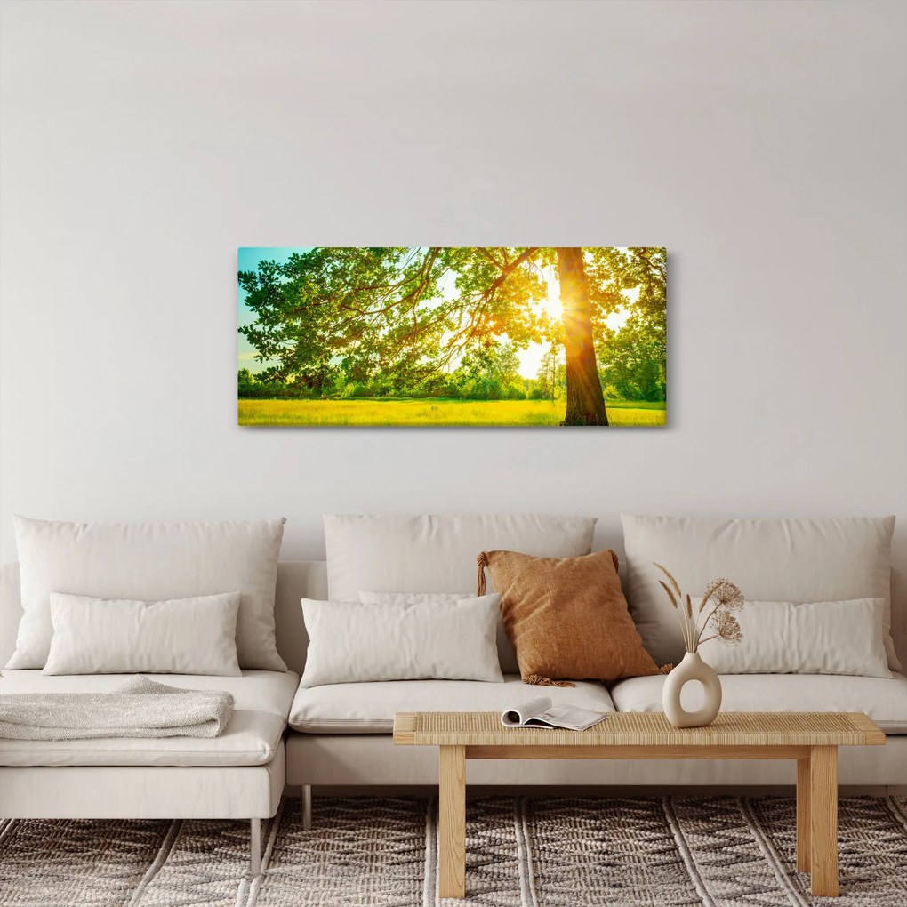 Obraz - Slnečný les (120x50 cm)