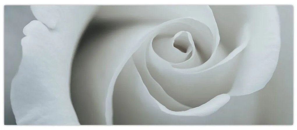 Obraz - Biela ruža (120x50 cm)