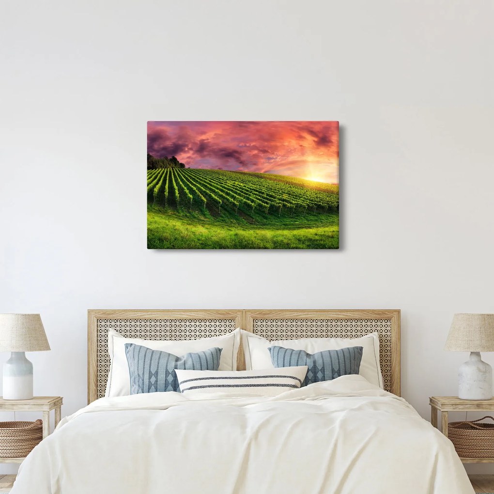 Obraz vinice s farebným nebom (90x60 cm)