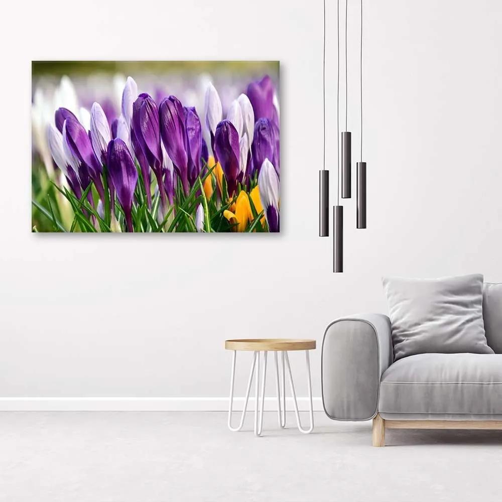 Obraz na plátně Květy krokusů Fialová - 100x70 cm