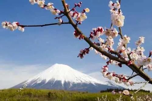 Fototapety, rozmer 368 x 254 cm, japonská sopka s kvety, IMPOL TRADE 8-006