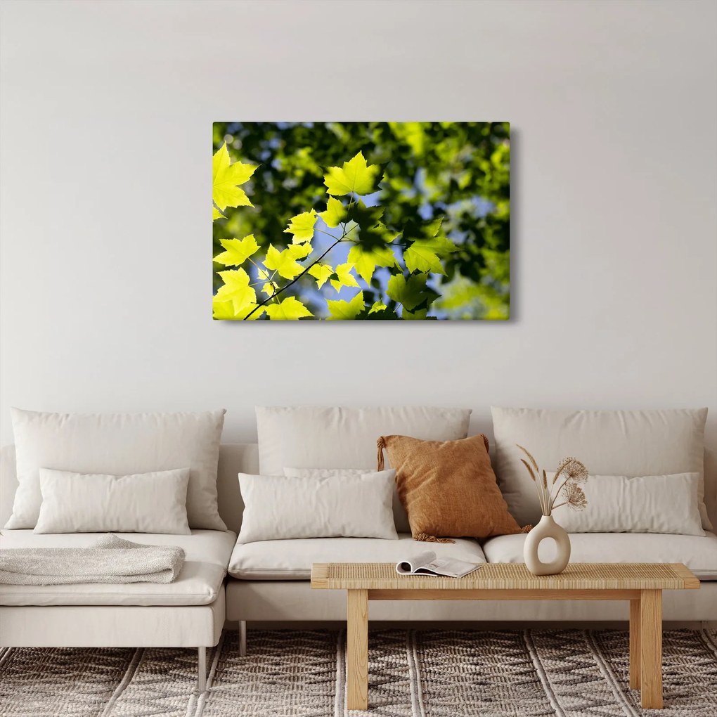 Obraz - javorové listy (90x60 cm)