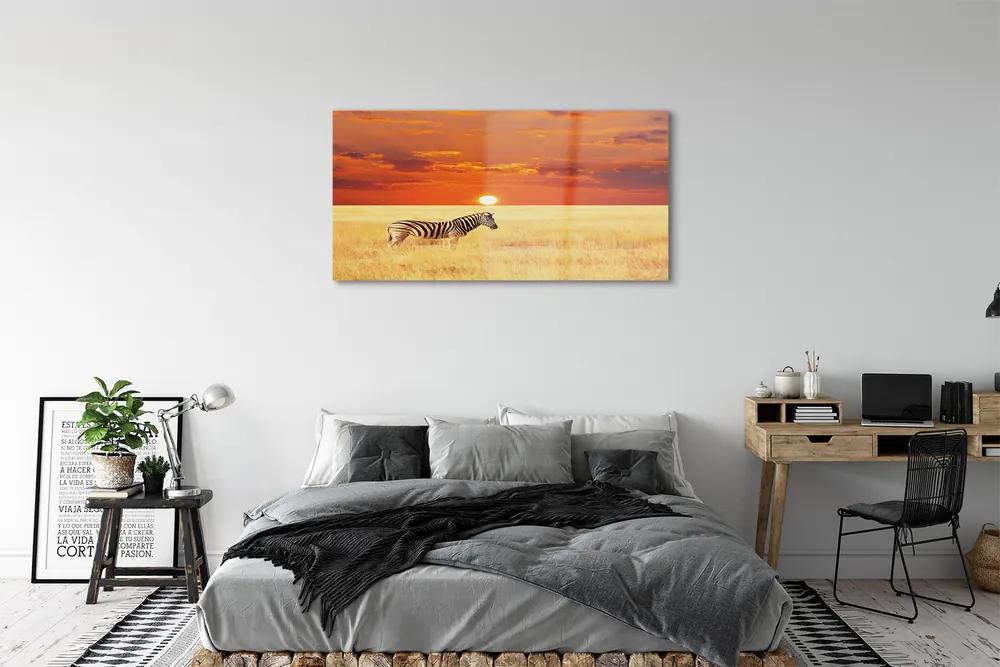 Obraz na akrylátovom skle Zebra poľa sunset 125x50 cm
