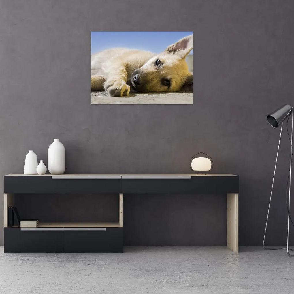 Sklenený obraz ležiaceho šteňaťa (70x50 cm)
