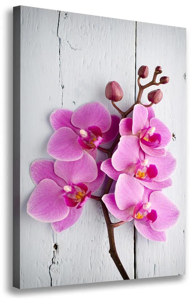 Foto obraz na plátne Ružová orchidea pl-oc-70x100-f-118409675