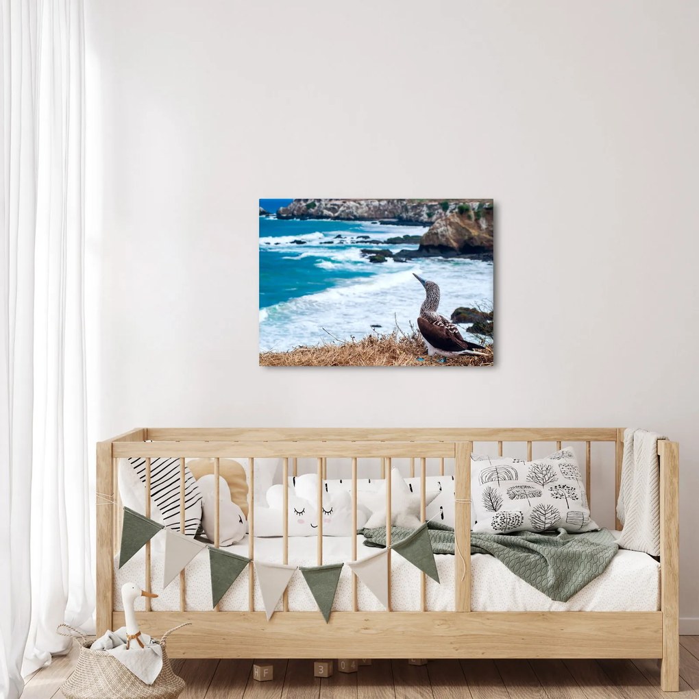 Obraz - Sula modronohá (70x50 cm)