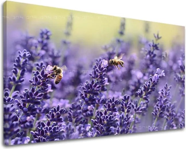 Obraz na stenu KVETY KV091E11 - 30x40 cm