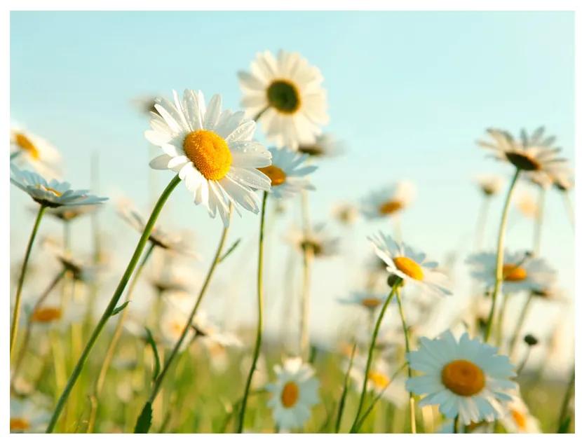 Artgeist Fototapeta - Daisies - spring meadow Veľkosť: 196x154, Verzia: Samolepiaca