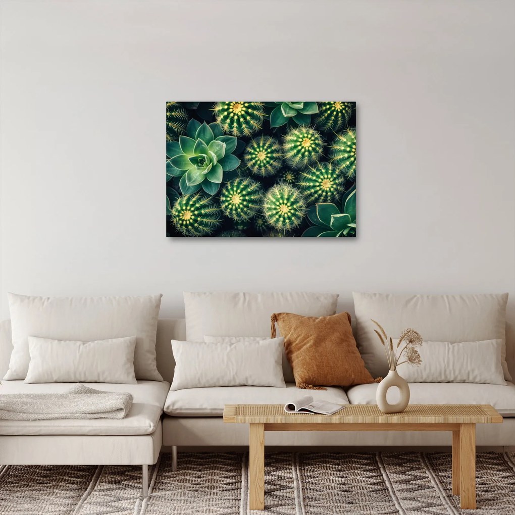 Obraz - Kaktusy (70x50 cm)
