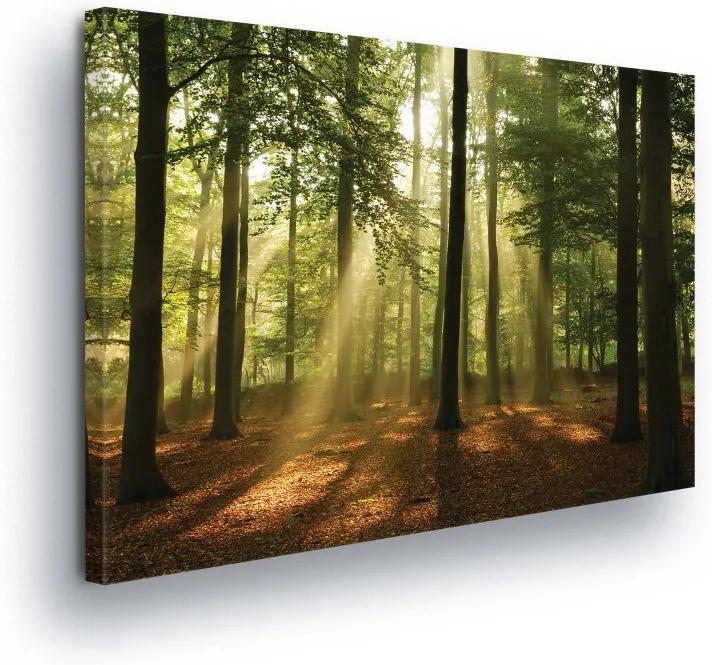 GLIX Obraz na plátne - Forest Glow III 100x75 cm