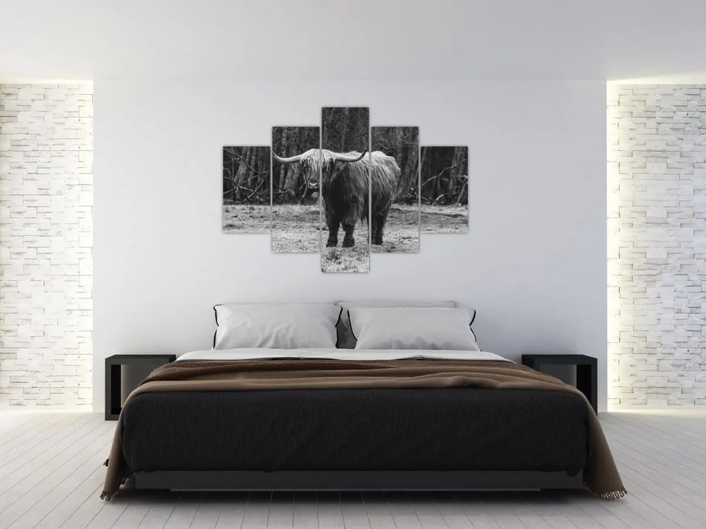 Obraz - Škótska krava (150x105 cm)