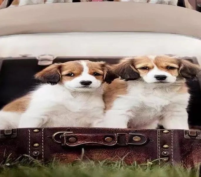 Obliečky DOGGY FRIENDS 3-dielna sada 140x200 cm