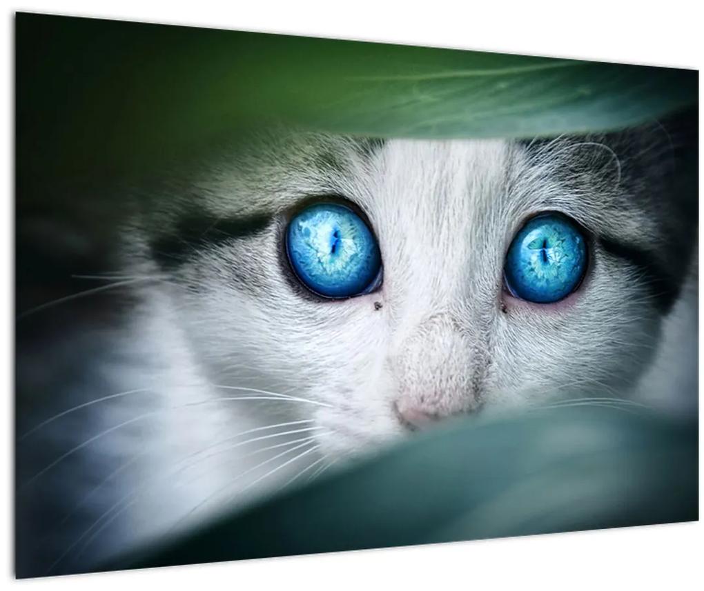 Obraz mačky (90x60 cm)
