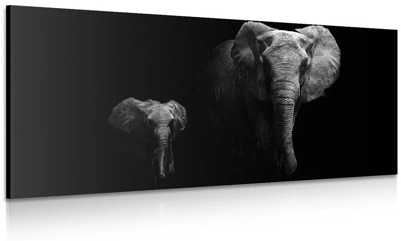 Obraz malý slon a slonica Varianta: 120x60