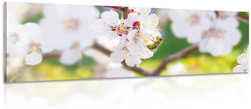 Obraz kvety stromu v jarnom období