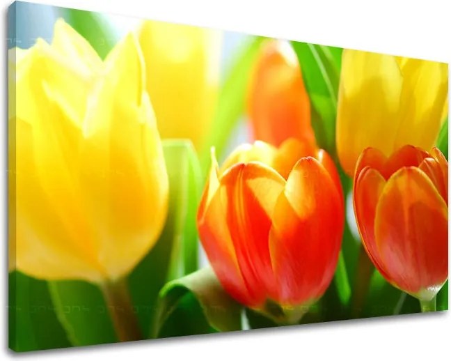 Obraz na stenu KVETY TULIPÁNY XOBKV140E11 - 100x150 cm