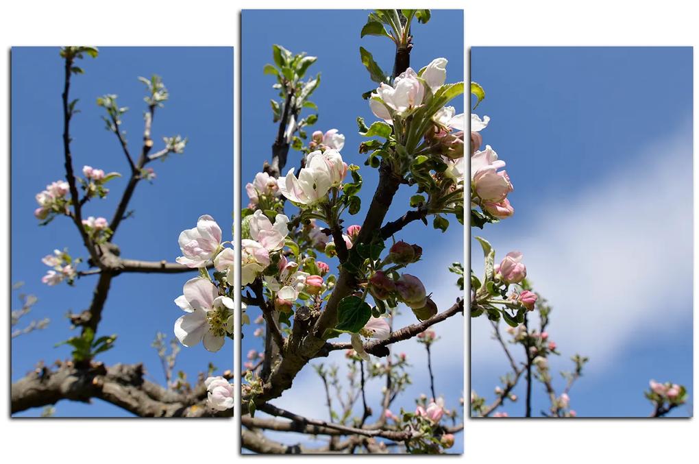 Obraz na plátne - Kvitnúca jabloň 147C (120x80 cm)