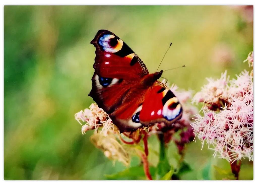 Motýľ - obraz