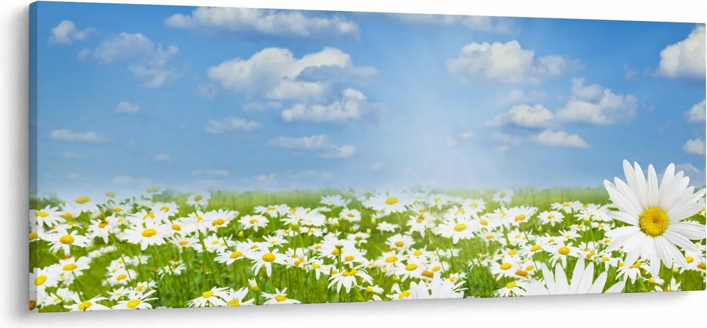 Obraz rozkvitnutej lúky s margarétkami (120x50 cm)