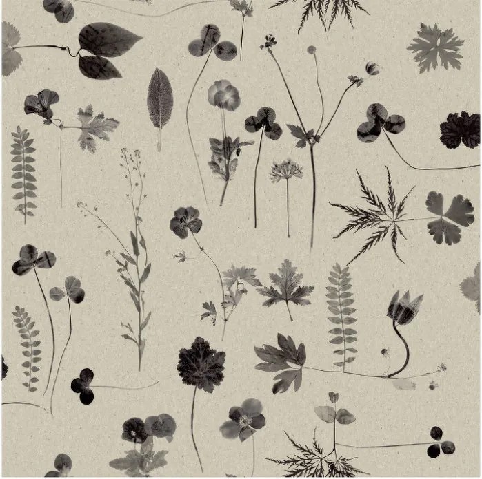 Engblad&amp;Co Tapeta Botanica 3662