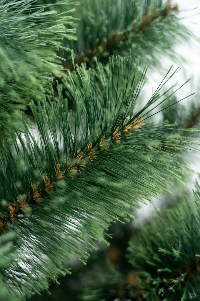 Limpol Vianočný stromček Borovica Klára Výška stromčeka: 150 cm