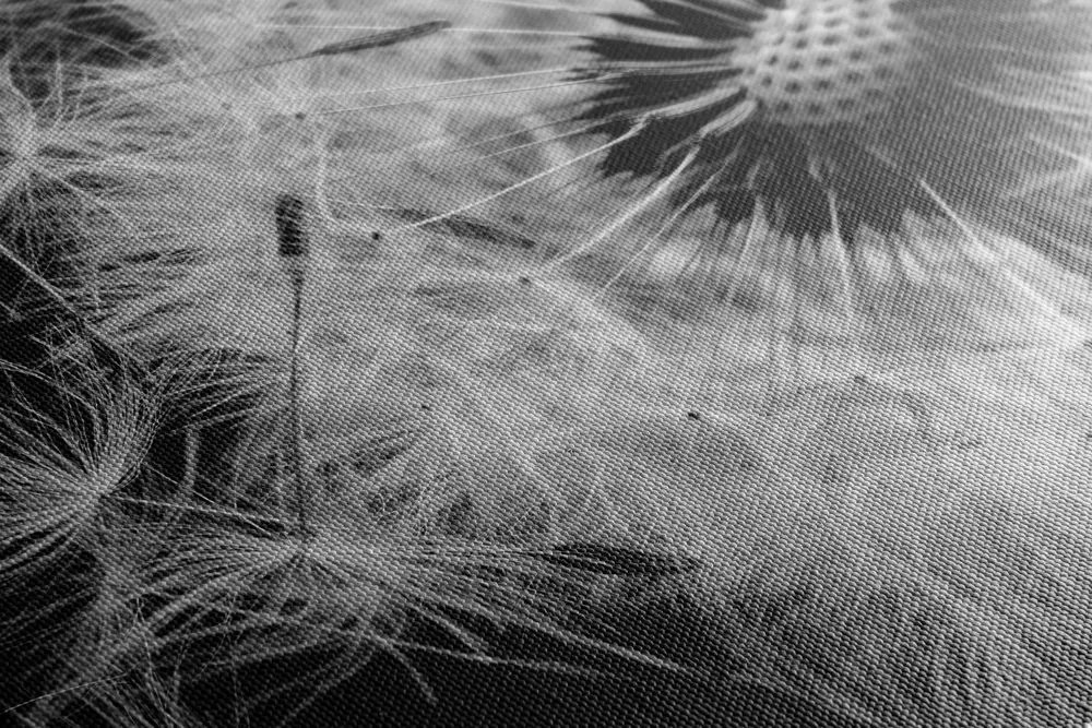Obraz semienka púpavy v čiernobielom prevedení - 90x60