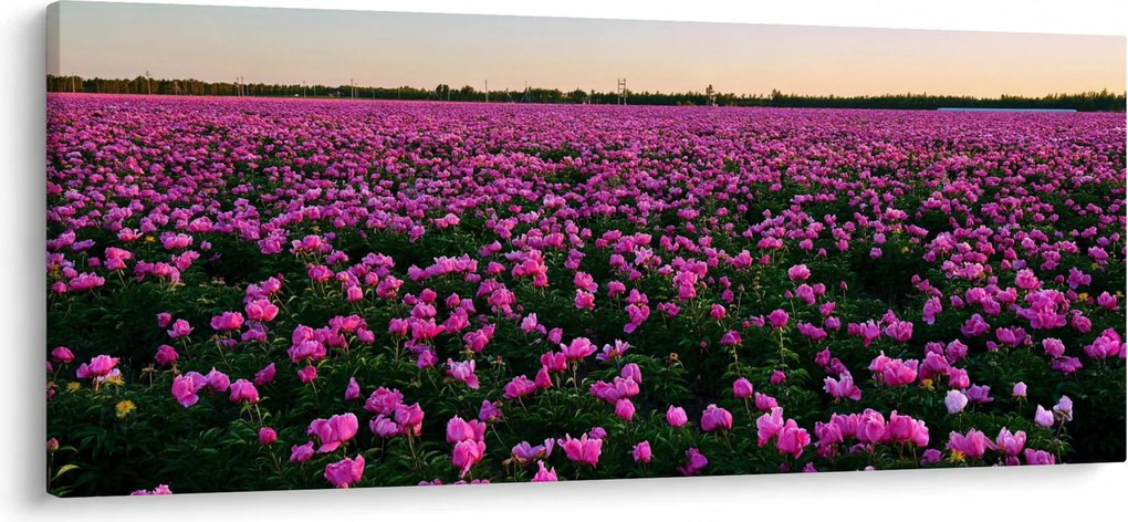 Obraz - Lúka fialových tulipánov (120x50 cm)