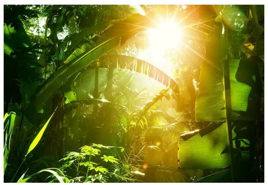 Fototapeta Vliesová Džungľa vietnam 312x219 cm