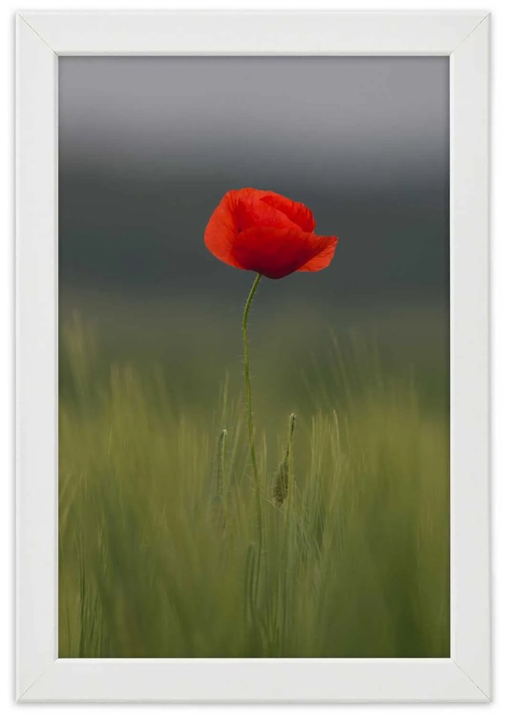 Gario Plagát Mak na poli Farba rámu: Bez rámu, Rozmery: 40 x 60 cm