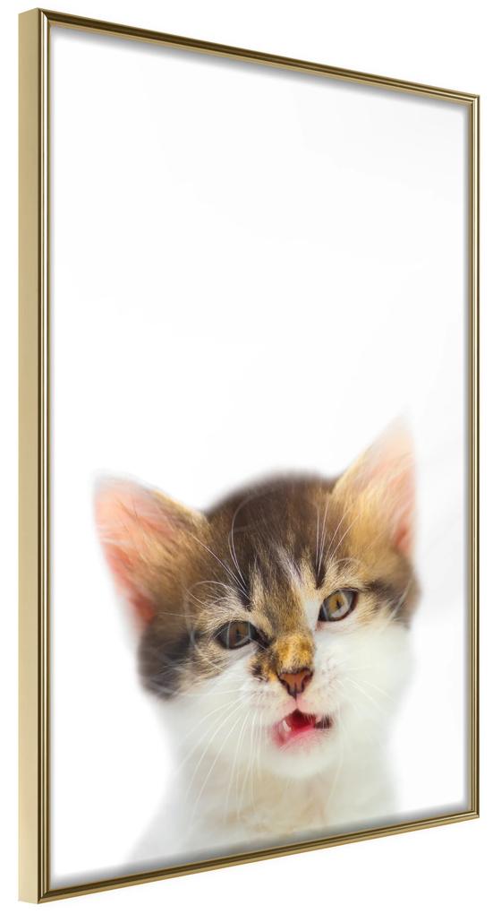 Artgeist Plagát - Vexed Cat [Poster] Veľkosť: 20x30, Verzia: Zlatý rám s passe-partout