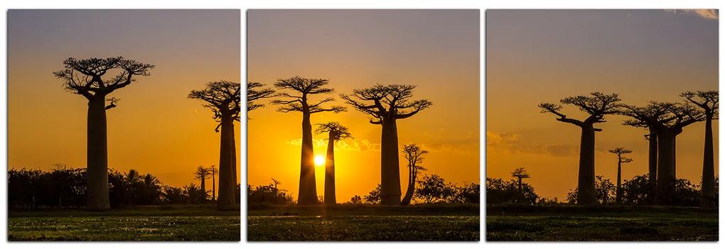 Obraz na plátne - Baobaby pri západe Slnka - panoráma 503B (150x50 cm)
