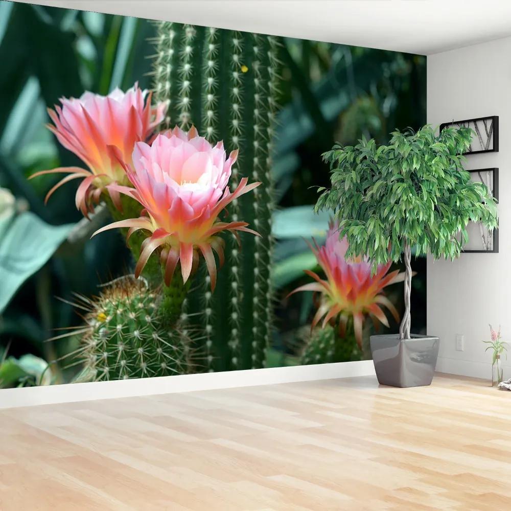 Fototapeta Vliesová Kaktusový kvet 208x146 cm