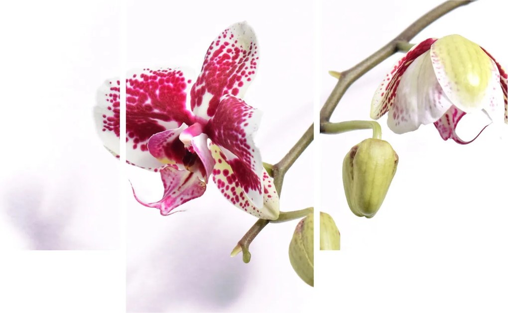 Obraz kvetu orchidey (90x60 cm)