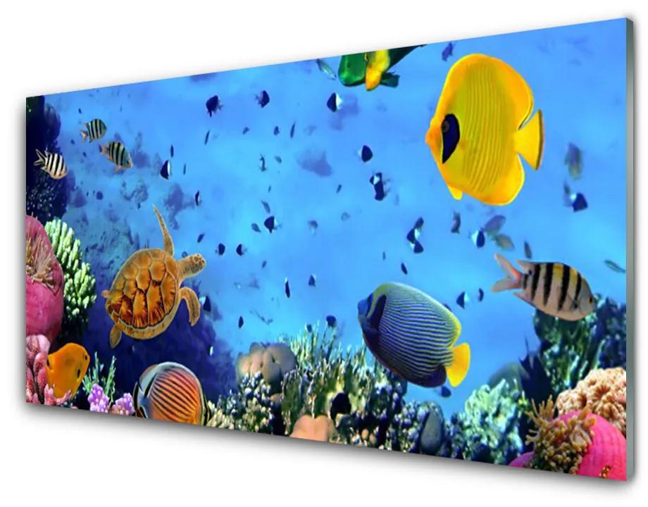 Obraz na akrylátovom skle Koralový útes ryba príroda 125x50 cm