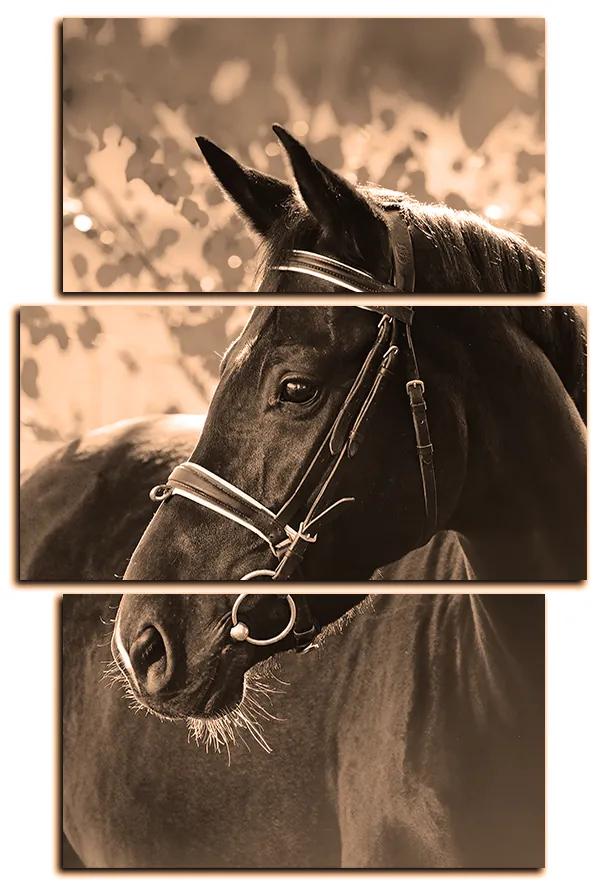 Obraz na plátne - Čierny kôň - obdĺžnik 7220FC (120x80 cm)