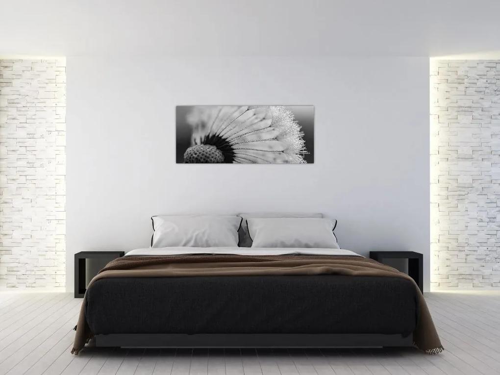 Obraz púpavy - čiernobiely (120x50 cm)