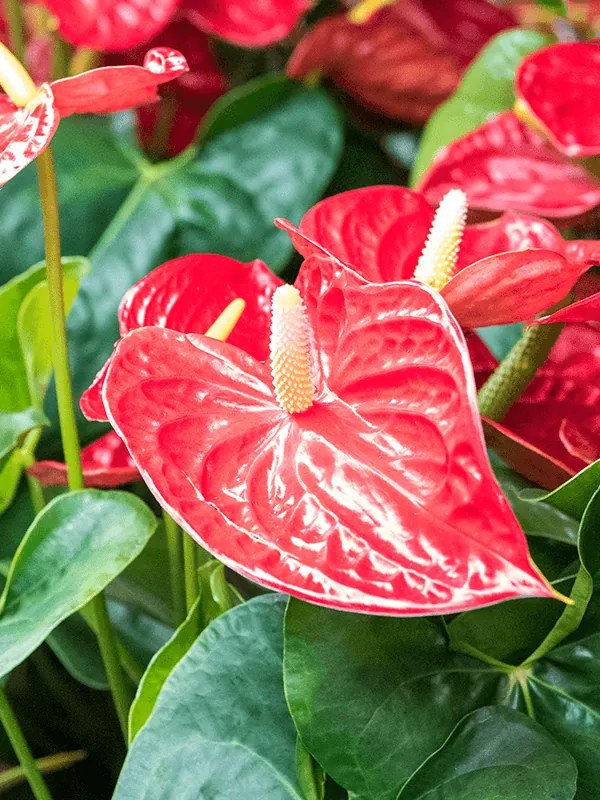 Anthurium andraeanum 'Dakota' bush red 26x85 cm