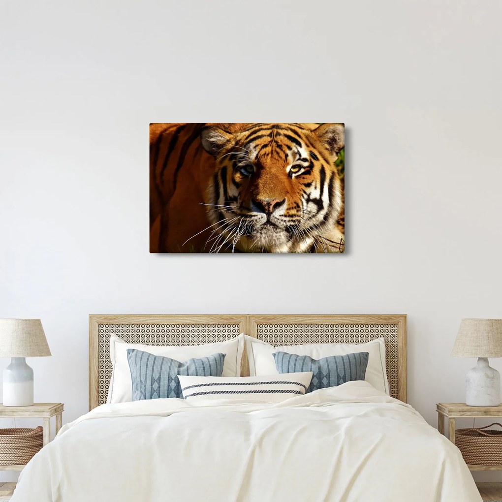 Obraz tigra (90x60 cm)