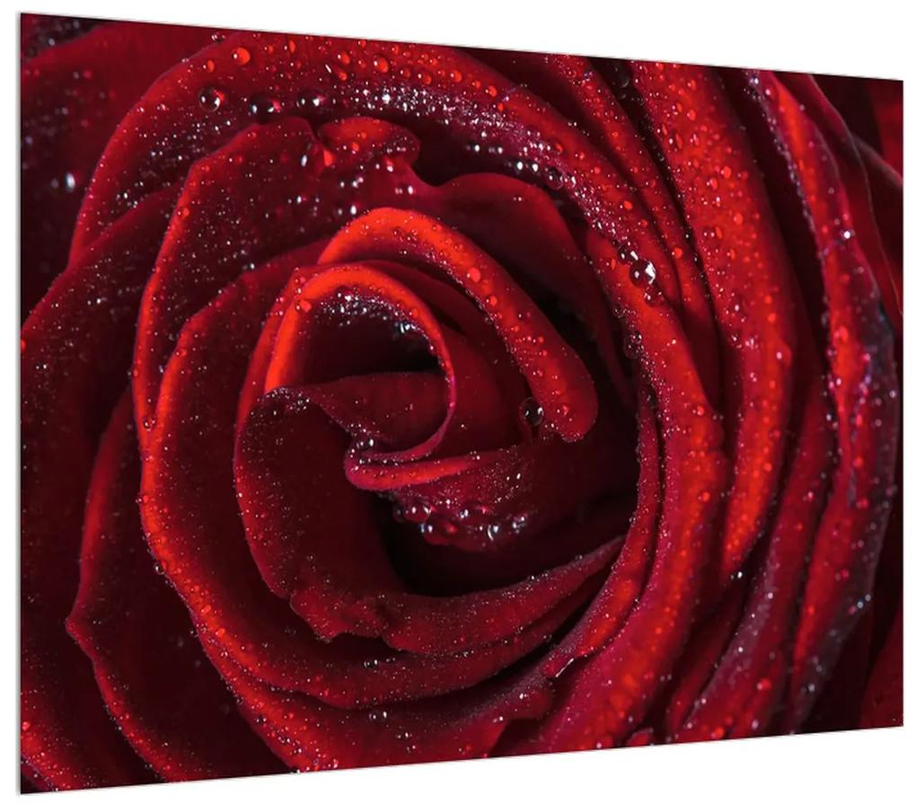 Obraz červenej ruže (70x50 cm)