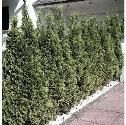 Tuja západná FloraSelf Thuja occidentalis 'Smaragd' výška 60-80 cm v click kvetináči