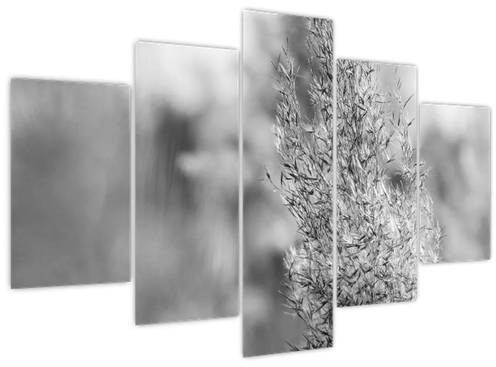 Obraz - Boho pampas grass (150x105 cm)