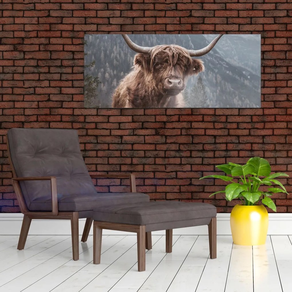 Obraz - Highlander krava (120x50 cm)